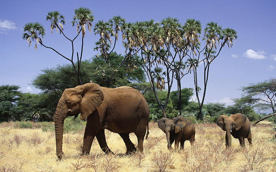 three brown elephants on brown grass field during daytime HD wallpaper